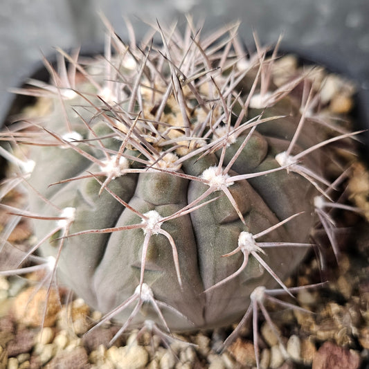Gymnocalycium ambatoense