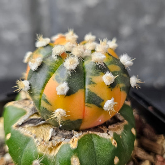 Astrophytum asterias (variegated)