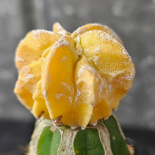 Astrophytum myriostigma cv. Mitsuhiro Nishiki (Japan)