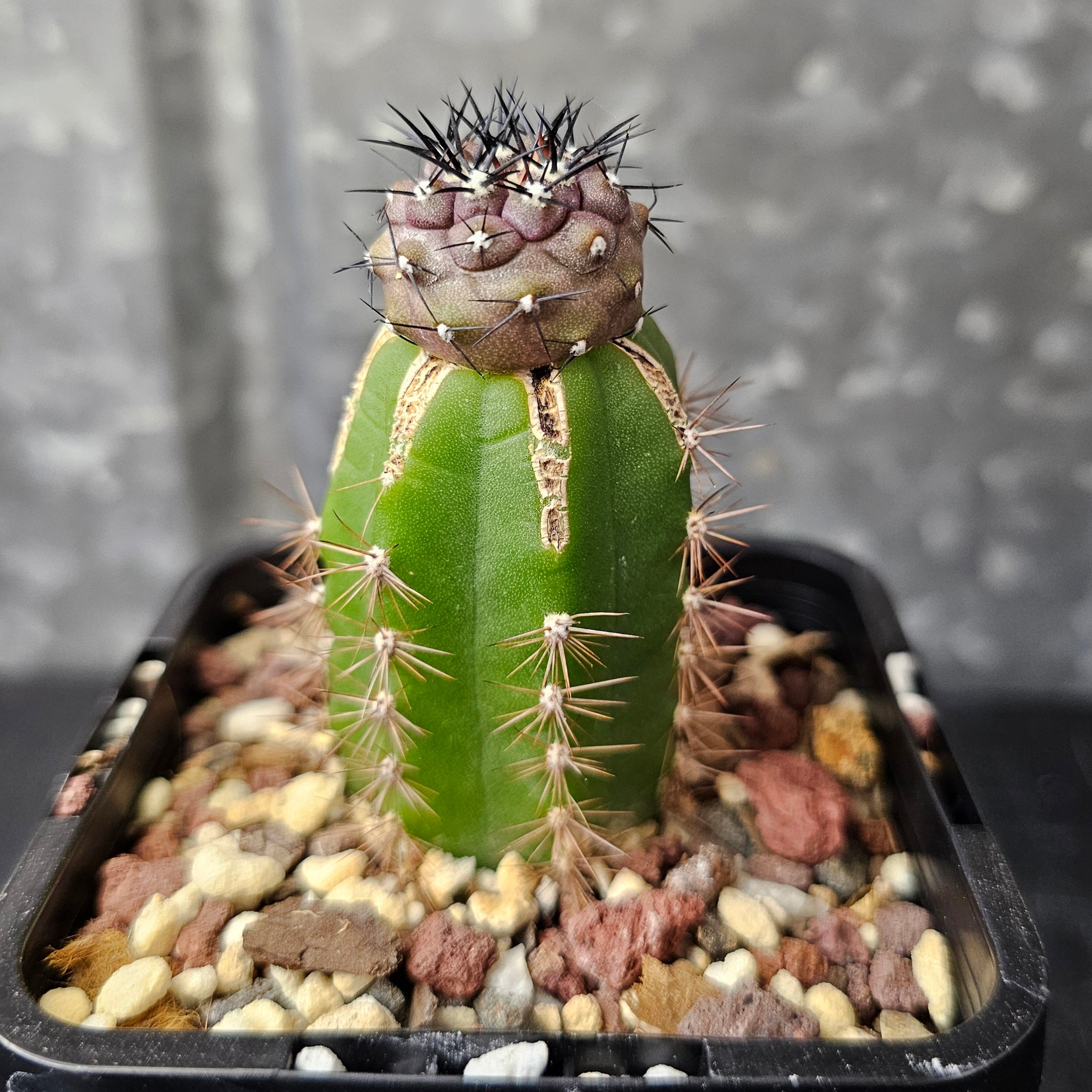 Copiapoa cinerea – Spine City