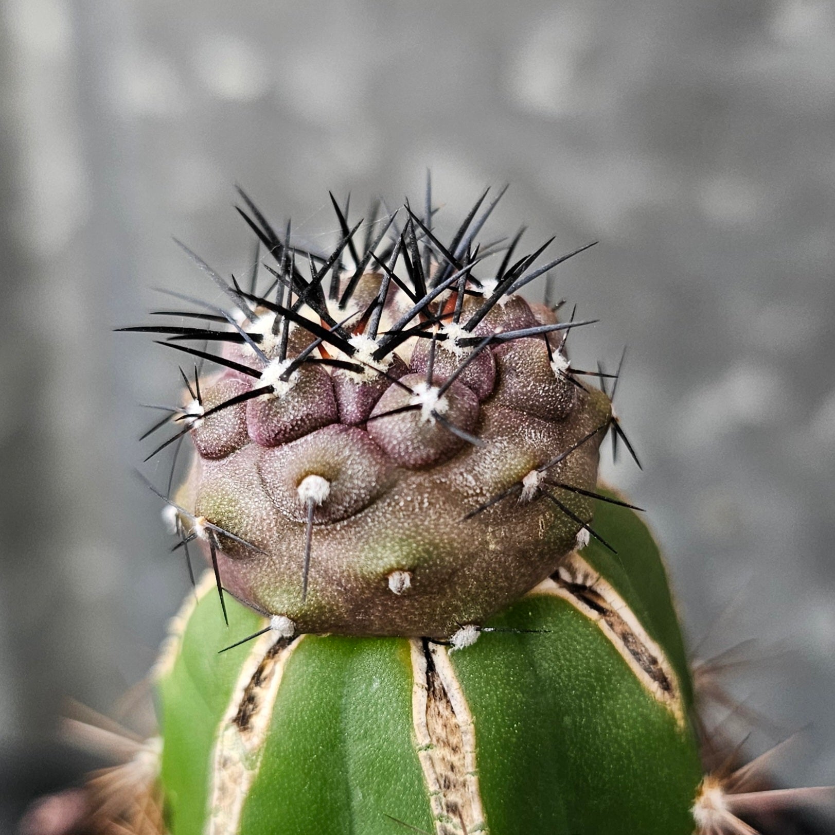 Copiapoa cinerea – Spine City
