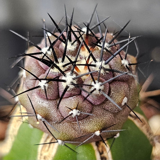 Copiapoa cinerea
