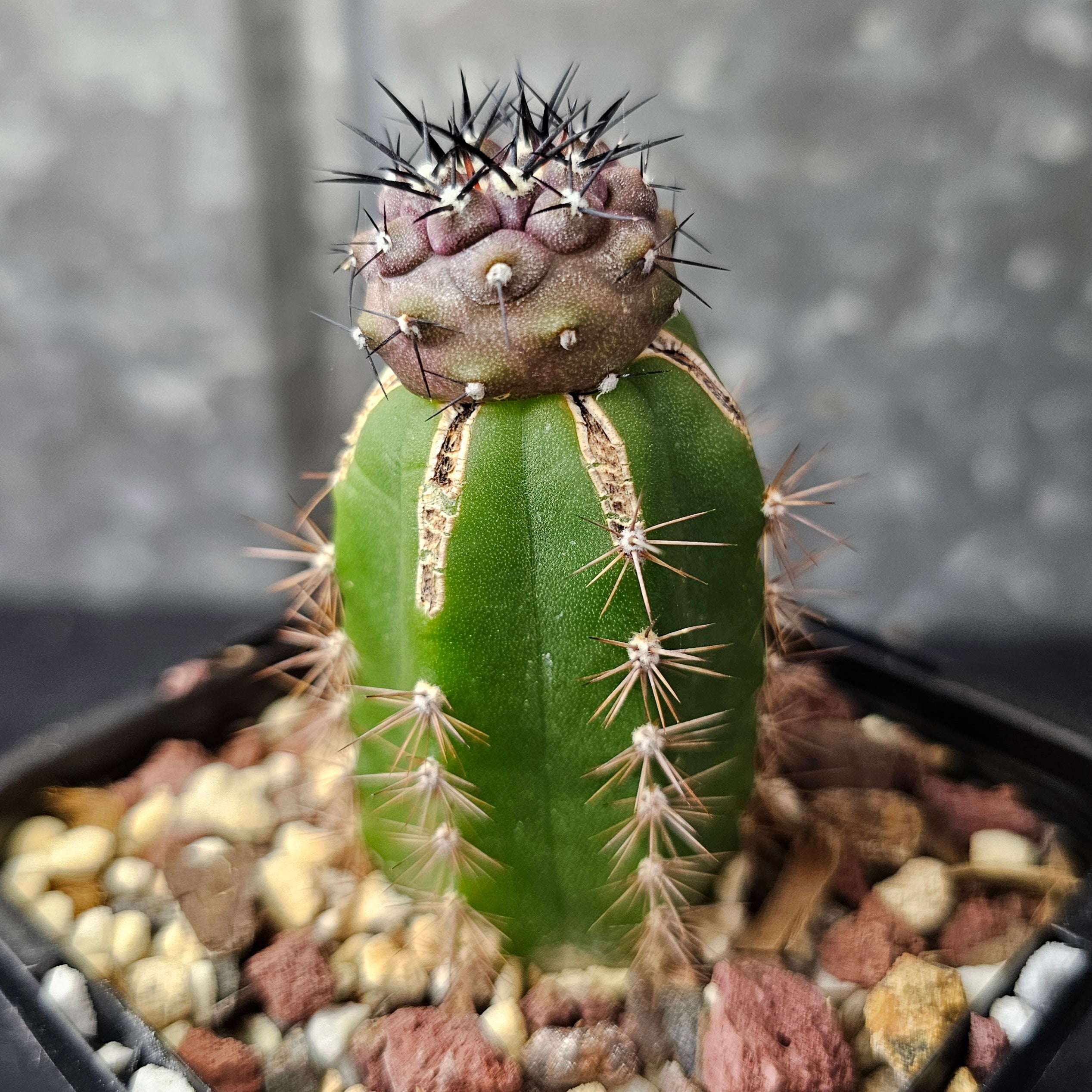 Copiapoa cinerea – Spine City