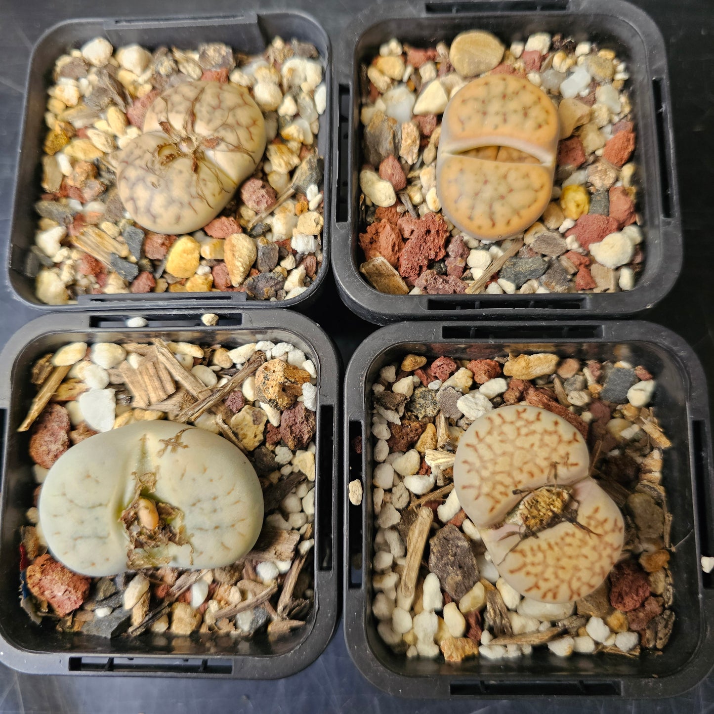 Lithops bundle (4 plants)
