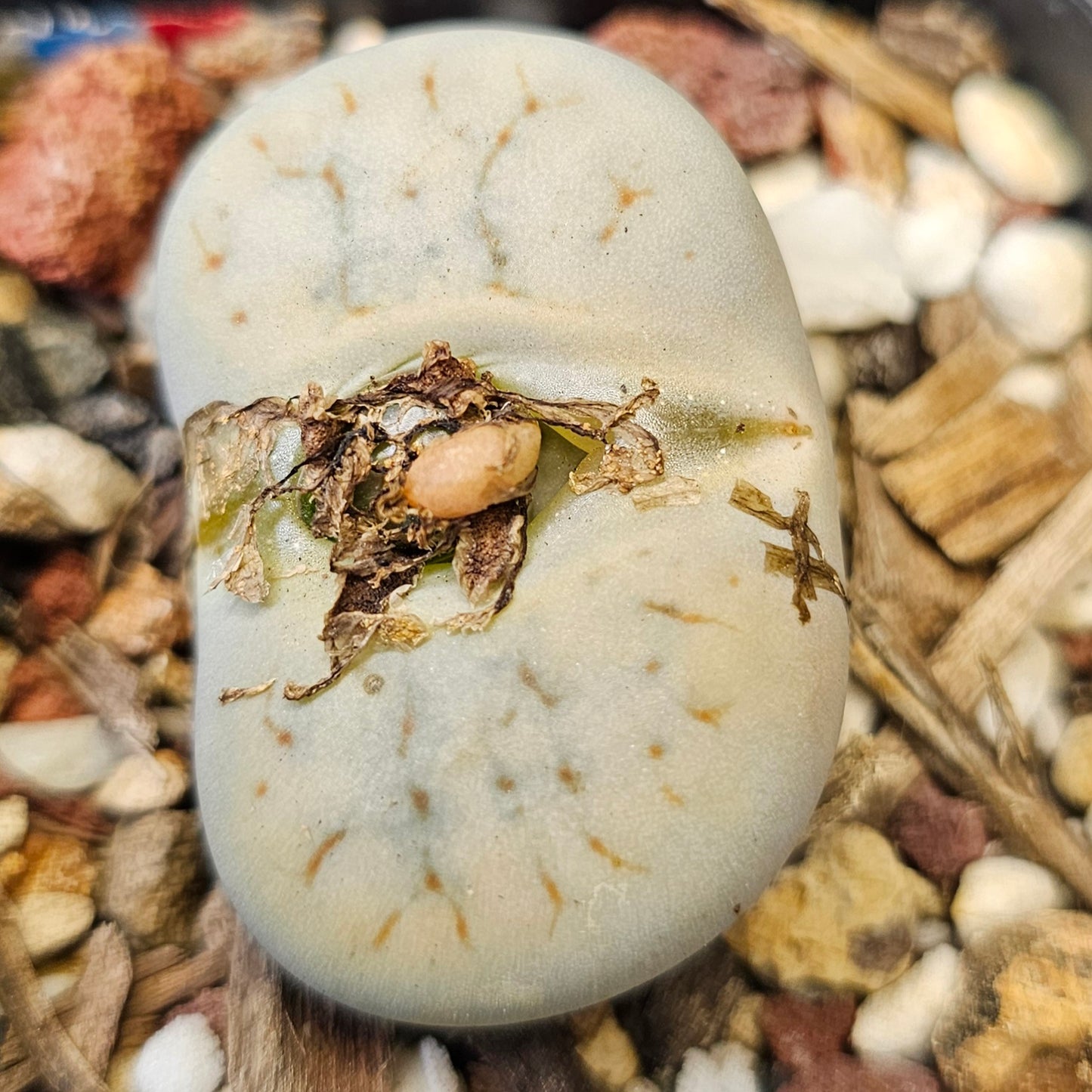 Lithops bundle (4 plants)