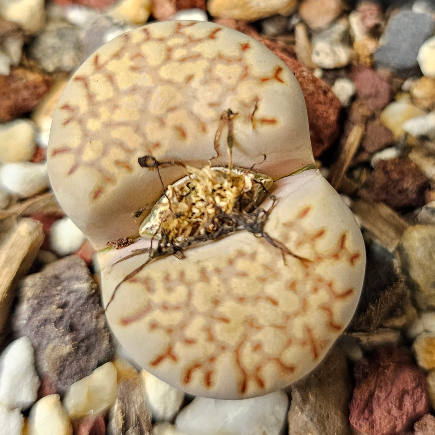 Lithops bundle (4 plants)
