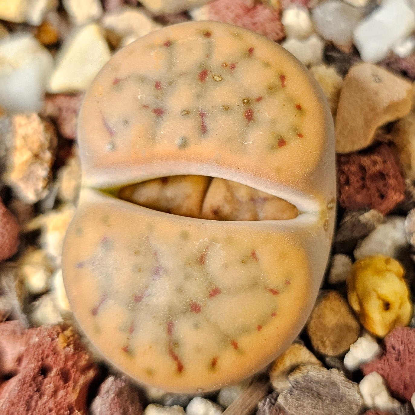 Lithops bundle (4 plants)