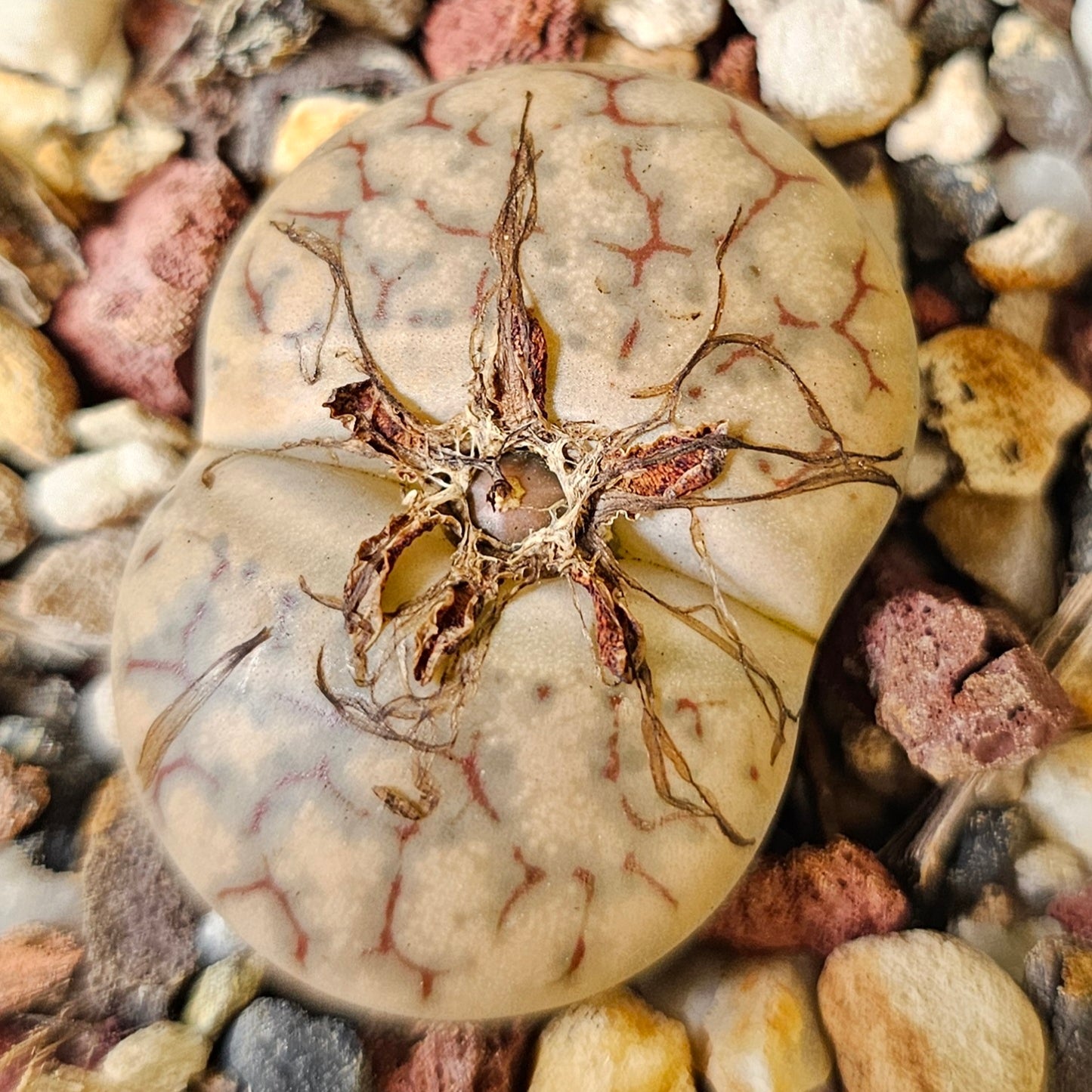 Lithops bundle (4 plants)