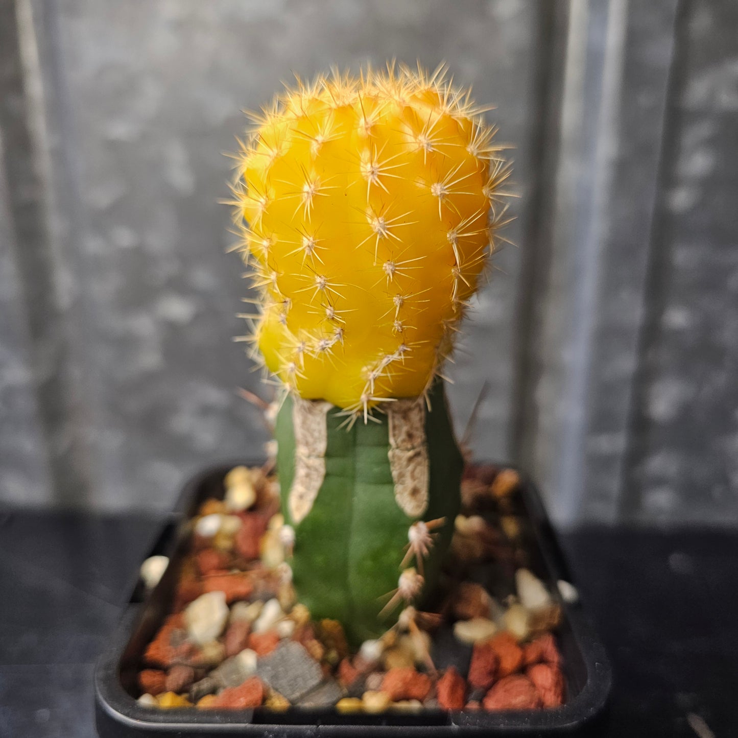 Lobivia zecheri hybrid