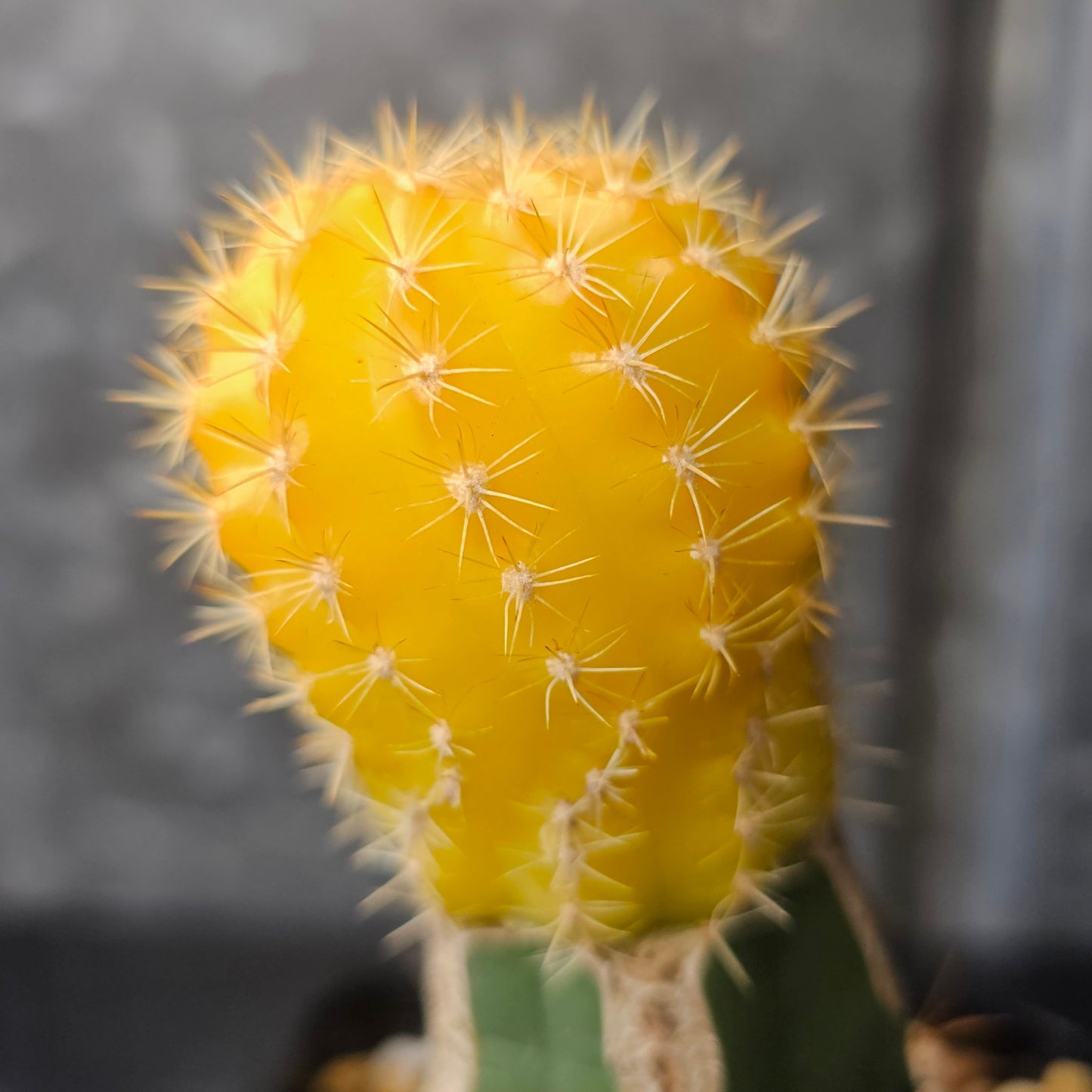 Lobivia zecheri hybrid