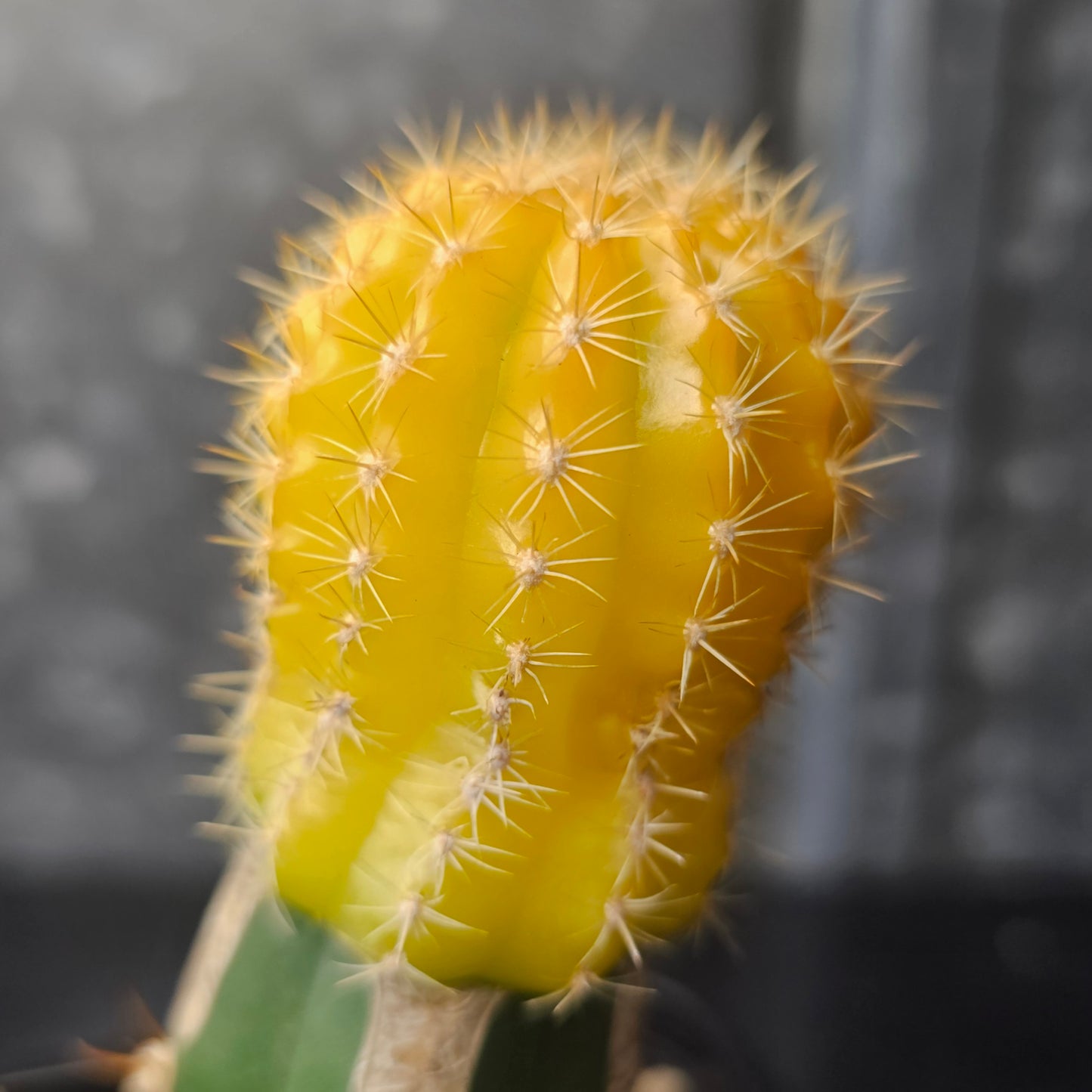 Lobivia zecheri hybrid
