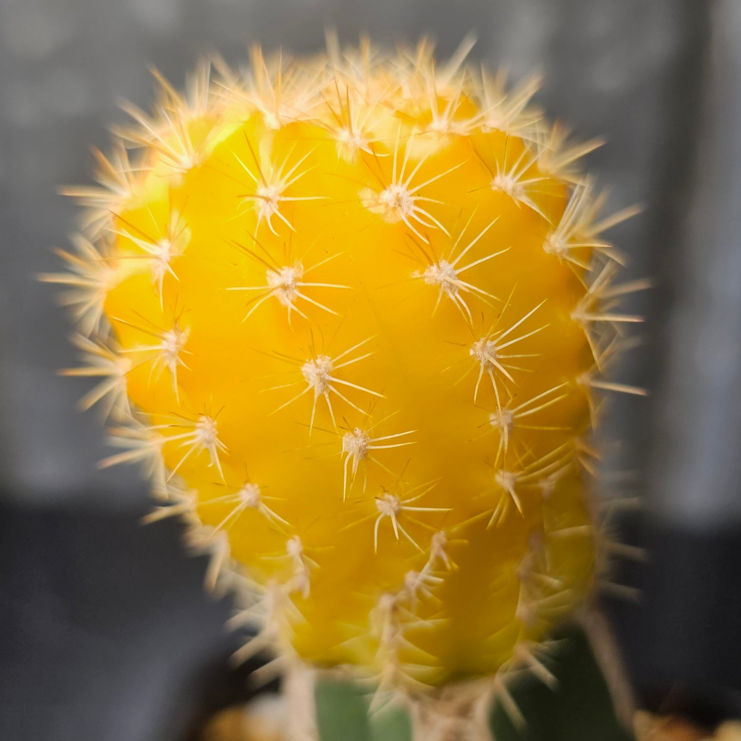 Lobivia zecheri hybrid