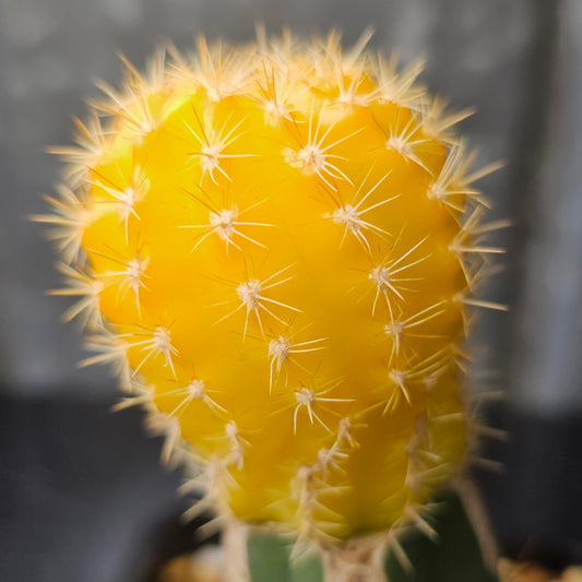 Lobivia zecheri hybrid