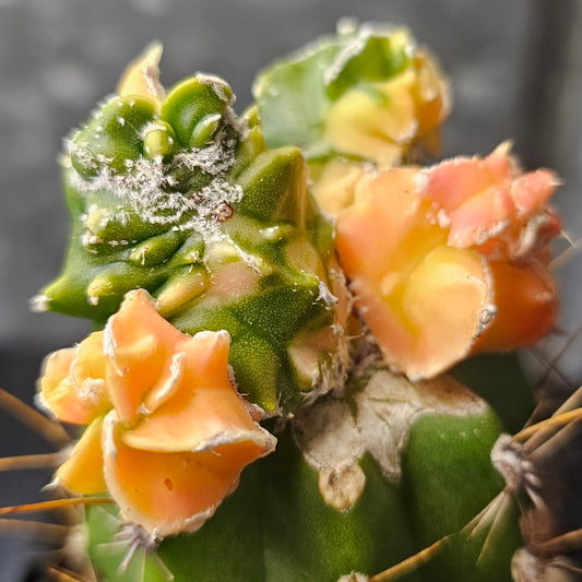 Astrophytum myriostigma cv. Hekiran Nishiki (Japan)