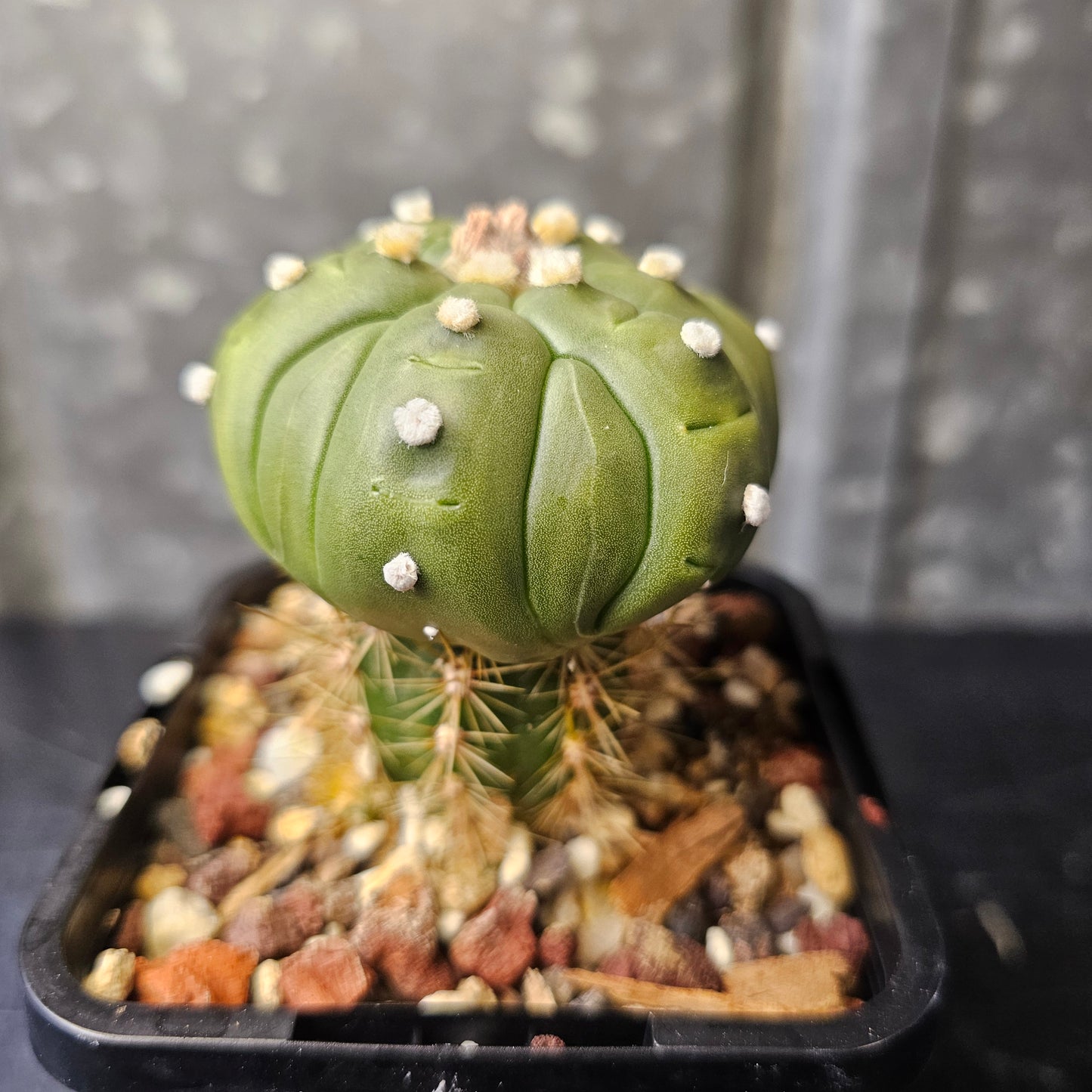 Astrophytum asterias complex hybrid
