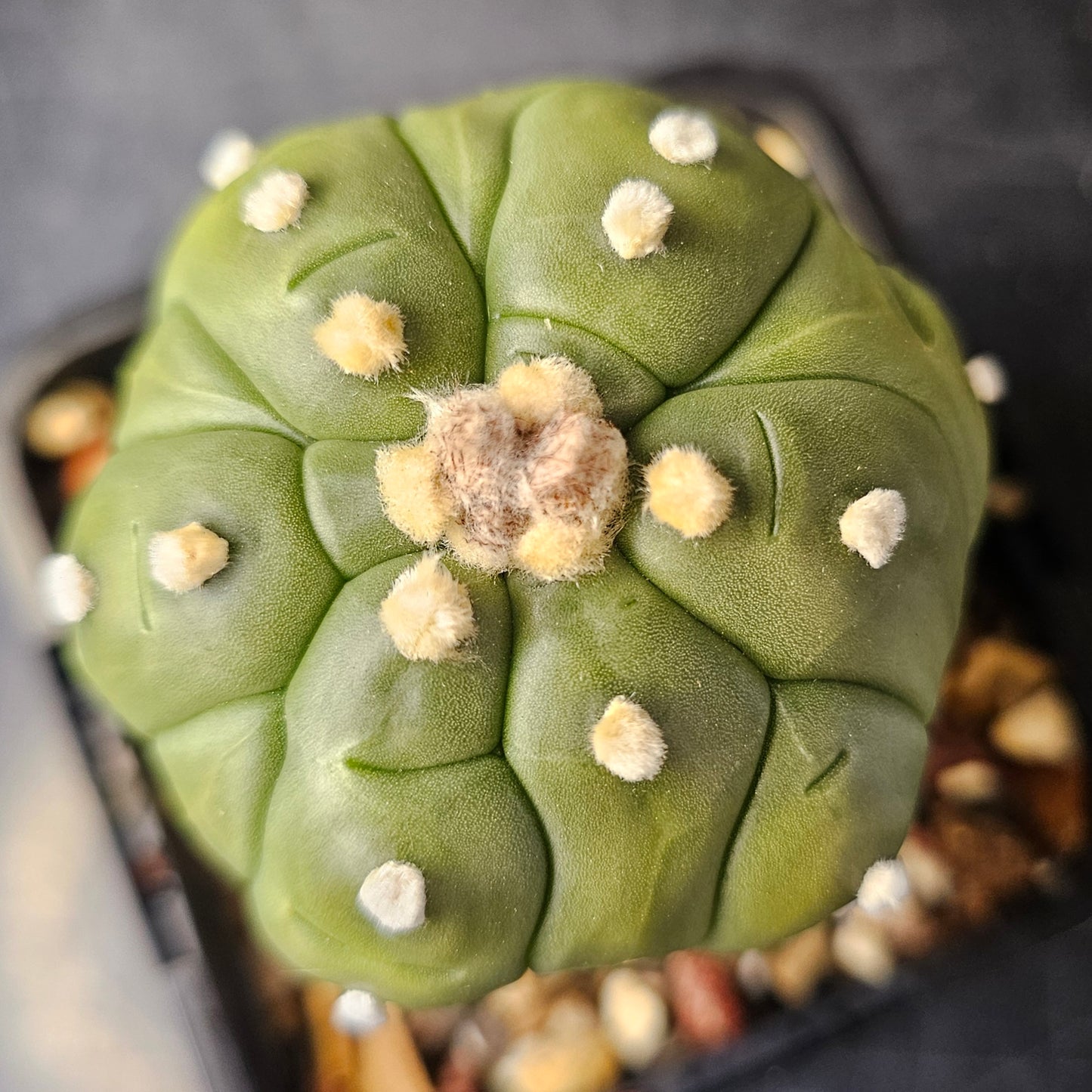 Astrophytum asterias complex hybrid