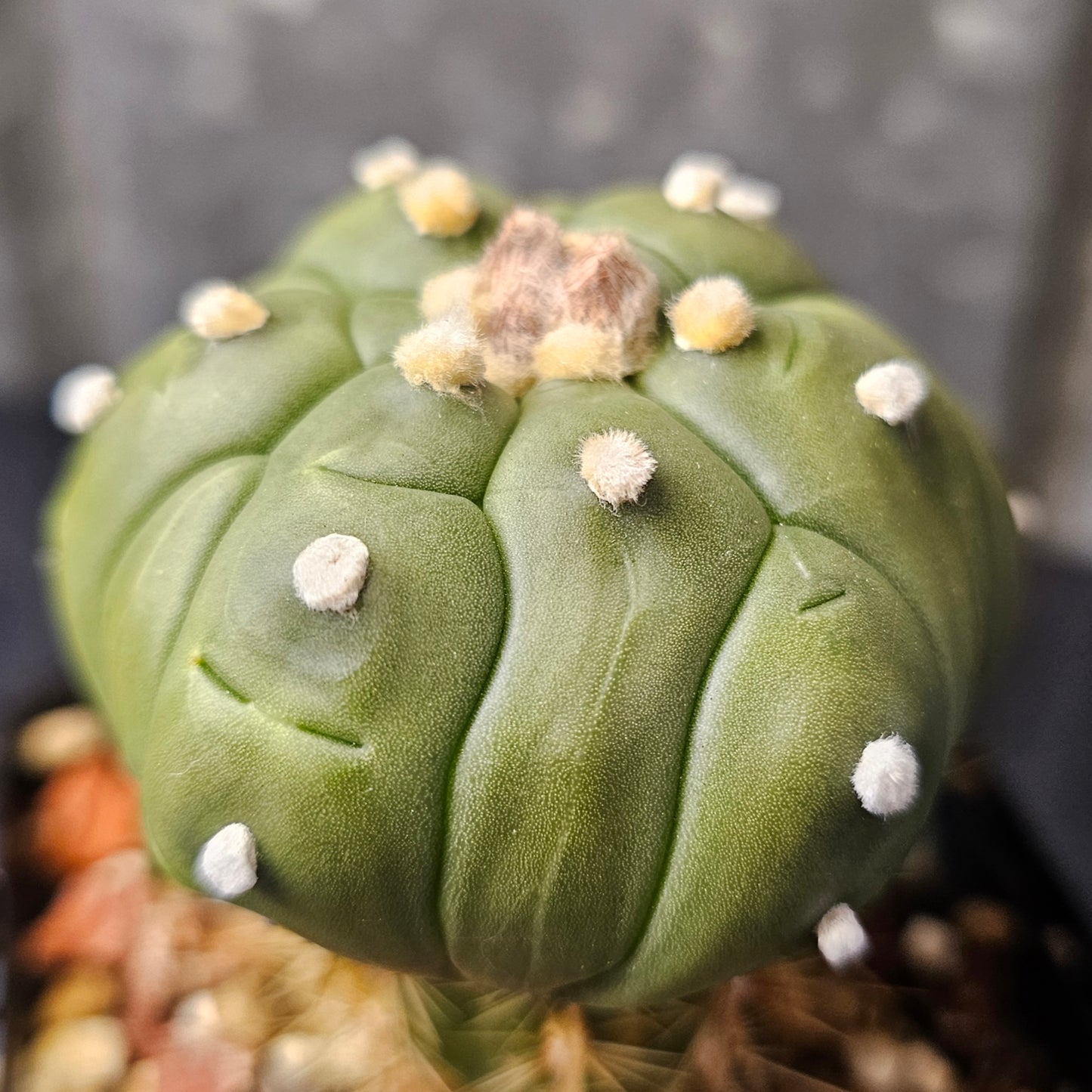 Astrophytum asterias complex hybrid