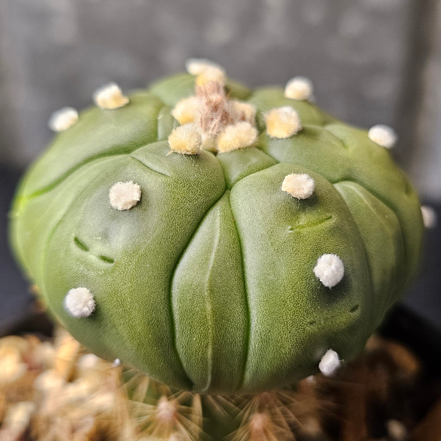 Astrophytum asterias complex hybrid