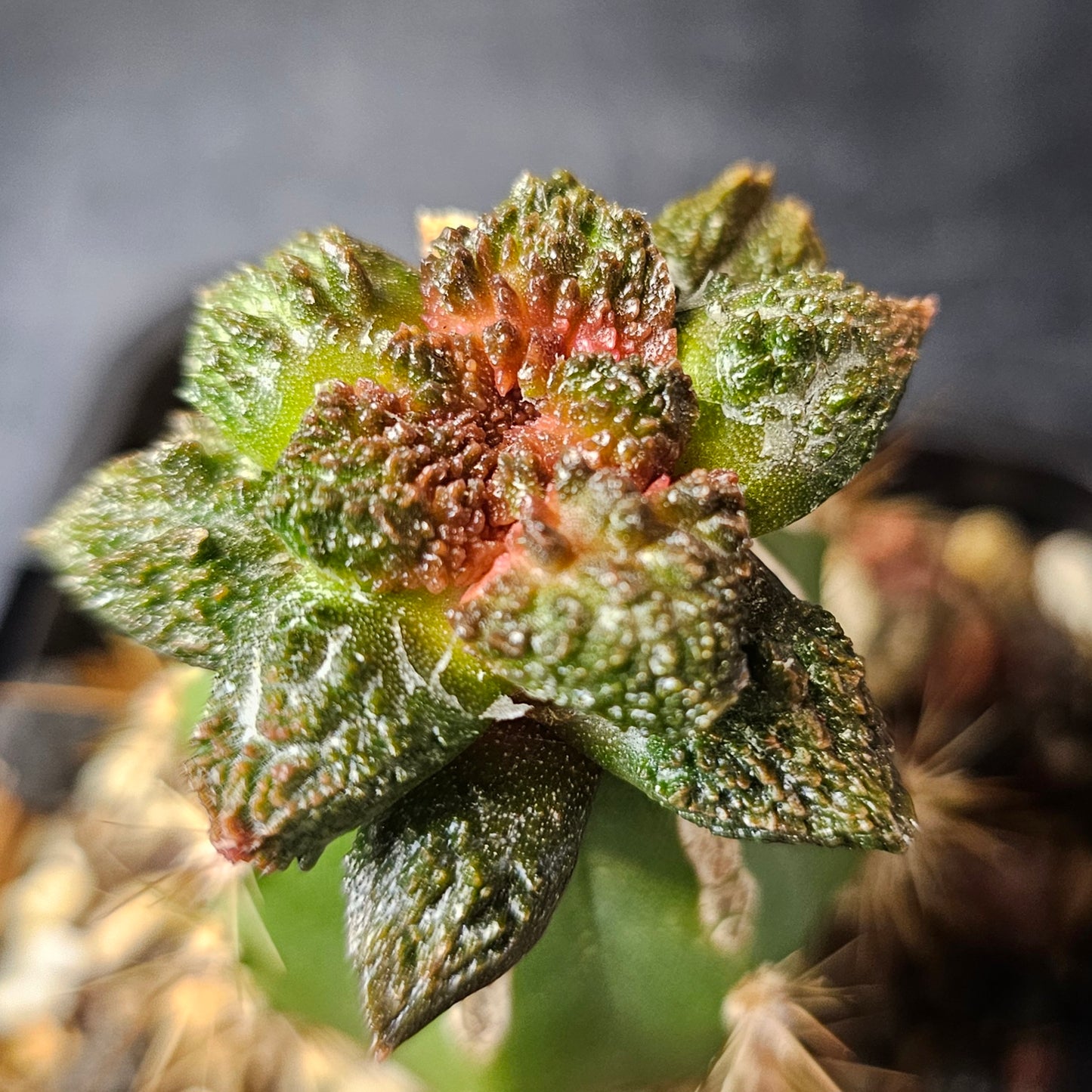 Ariocarpus lloydii × Godzilla