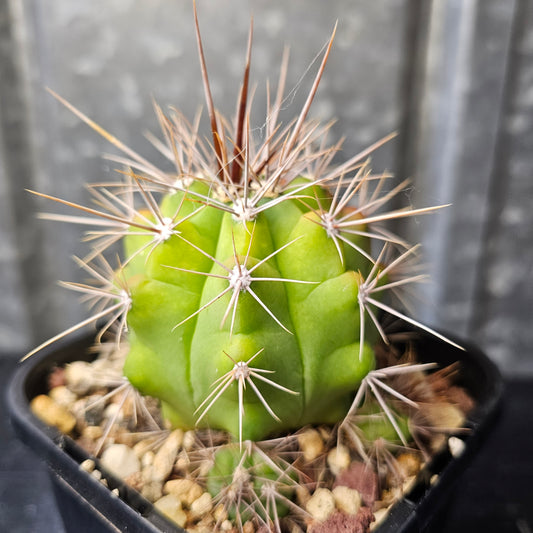 Gymnocalycium paediophilum