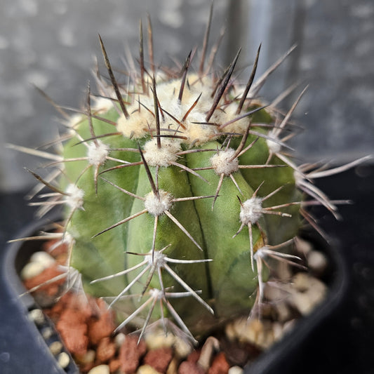 Copiapoa megarhiza echinata