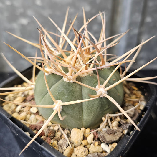 Gymnocalycium armatum (Intermediate)