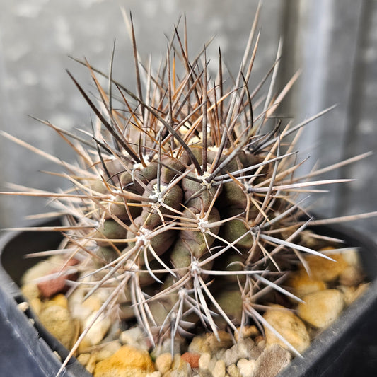 Neochilenia deherdtiana