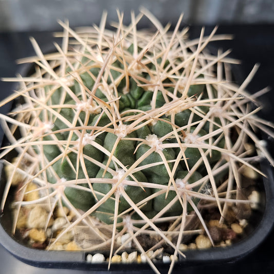 Gymnocalycium ritterianum