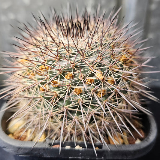 Mammillaria sp. (Dark Pink Flowers)