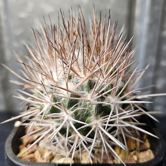 Neochilenia residua
