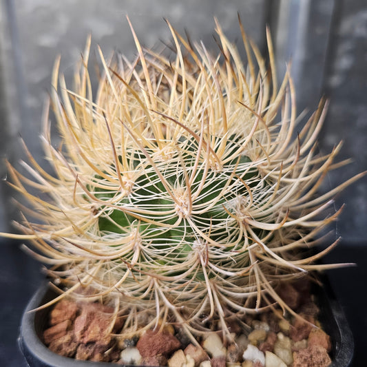 Neochilenia sp. Pichidangui No.12