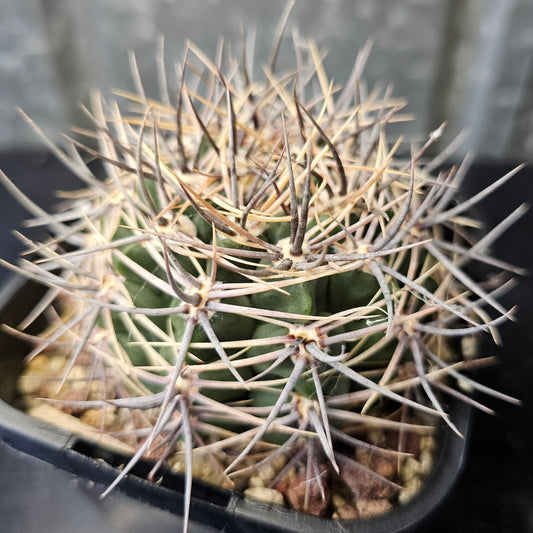 Gymnocalycium bicolor