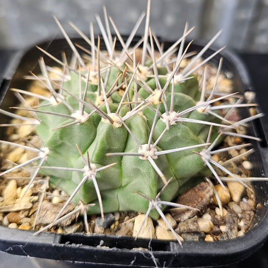 Gymnocalycium valnicekianum