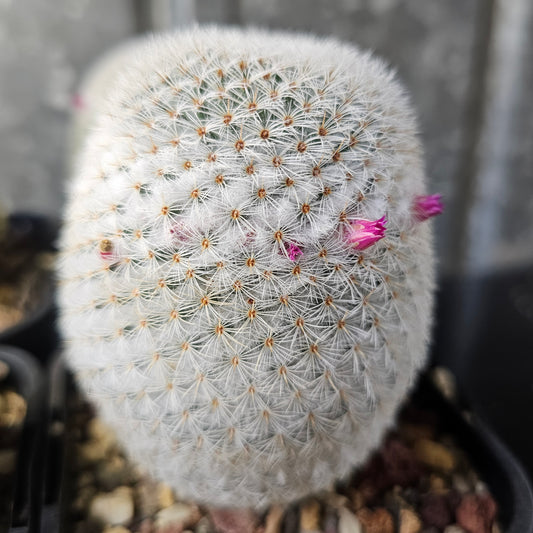 Mammillaria supertexta