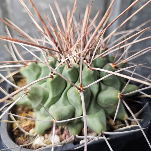 Thelocactus lophothele