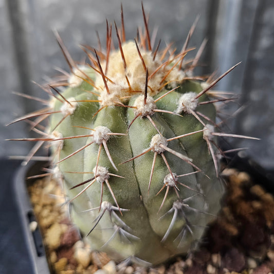 Copiapoa lembckei