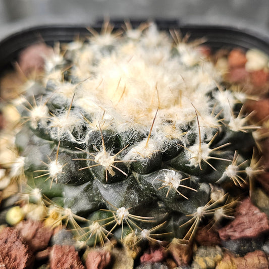Copiapoa tenuissima