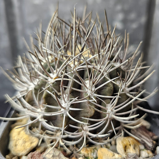 Eriosyce sp.
