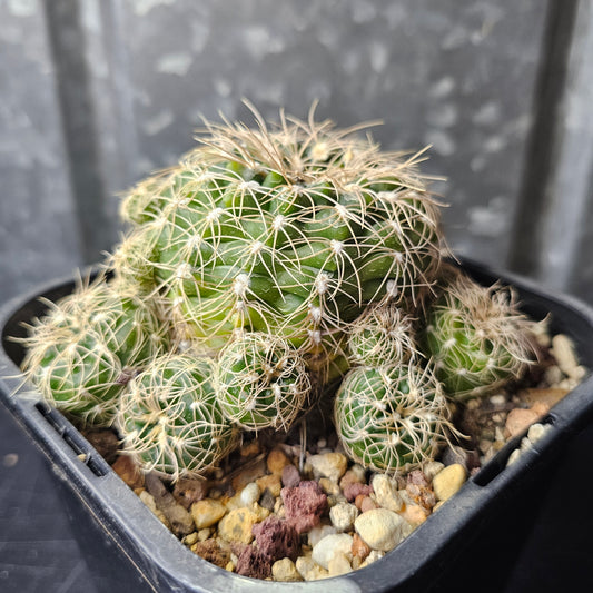Gymnocalycium calochlorum