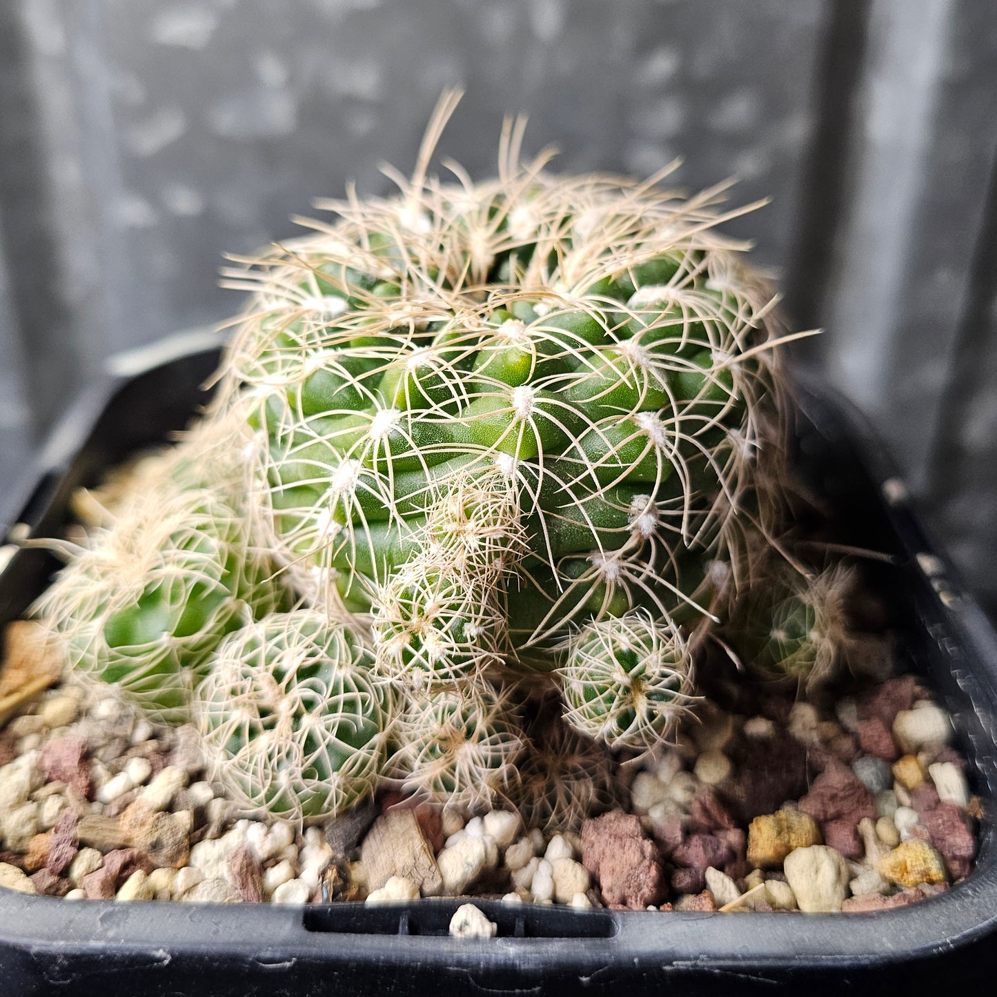 Gymnocalycium calochlorum