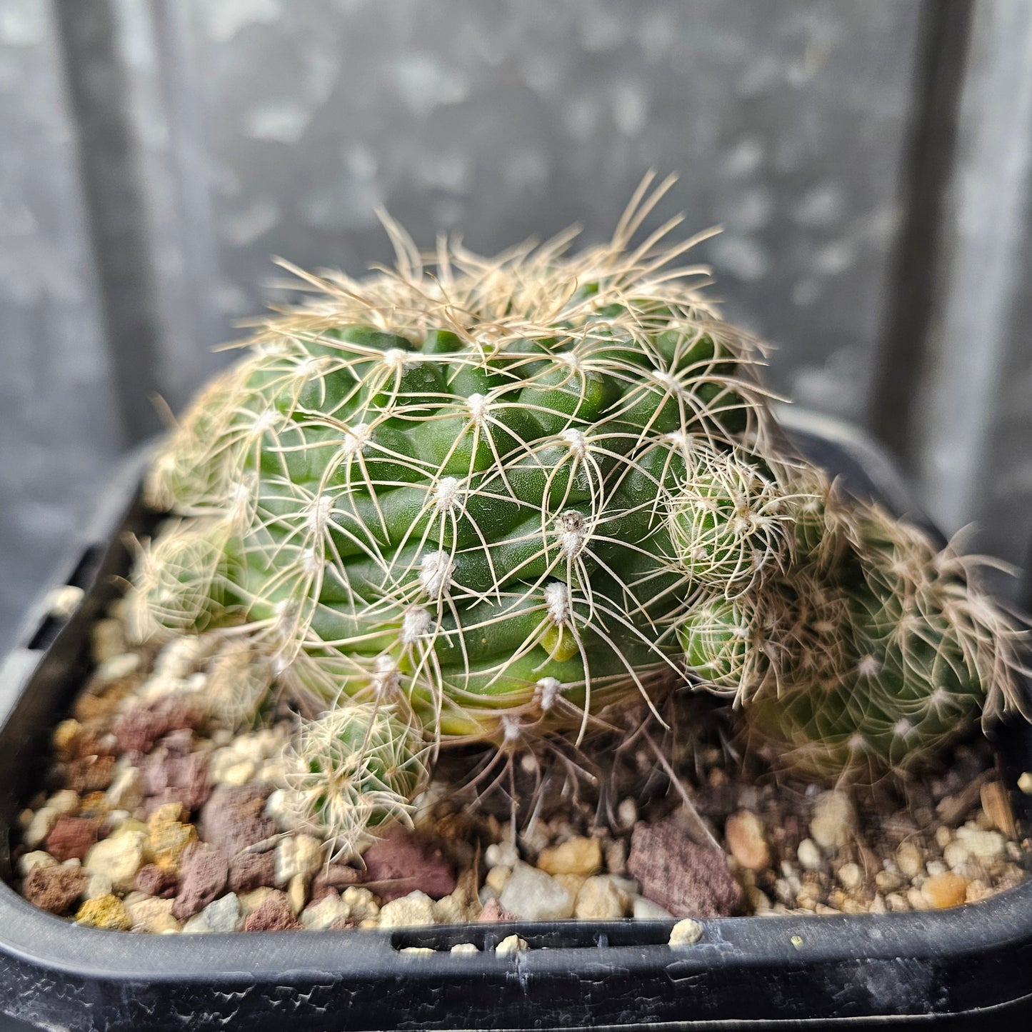 Gymnocalycium calochlorum