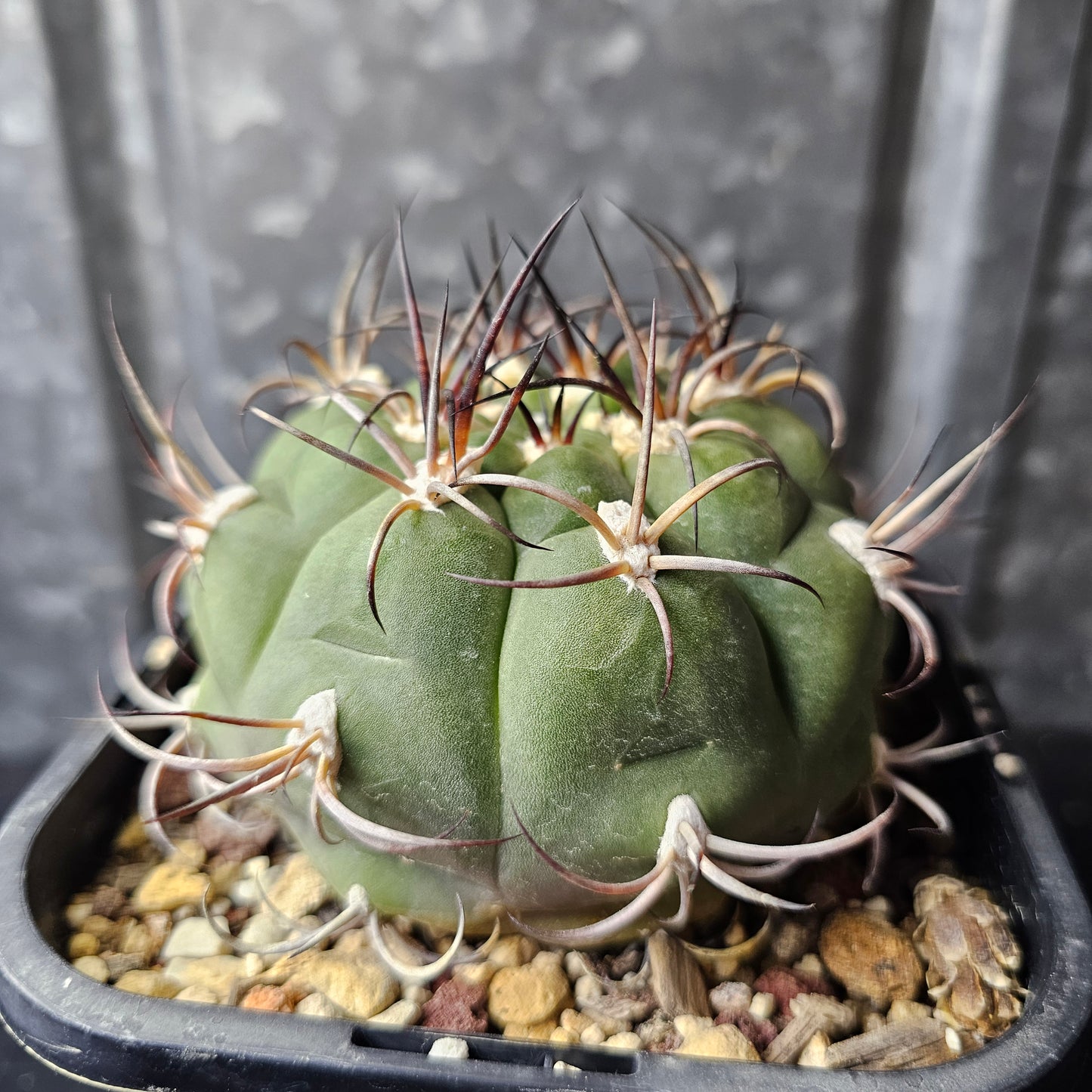 Gymnocalycium famatima