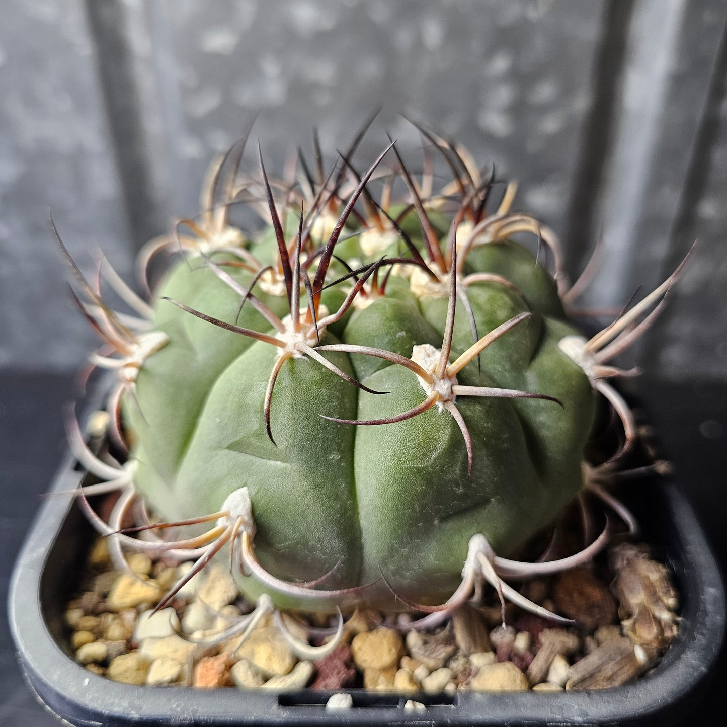 Gymnocalycium famatima