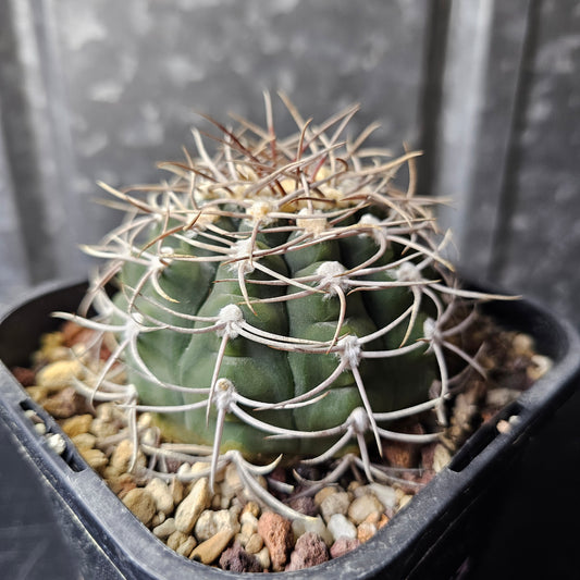 Gymnocalycium nigriareolatum