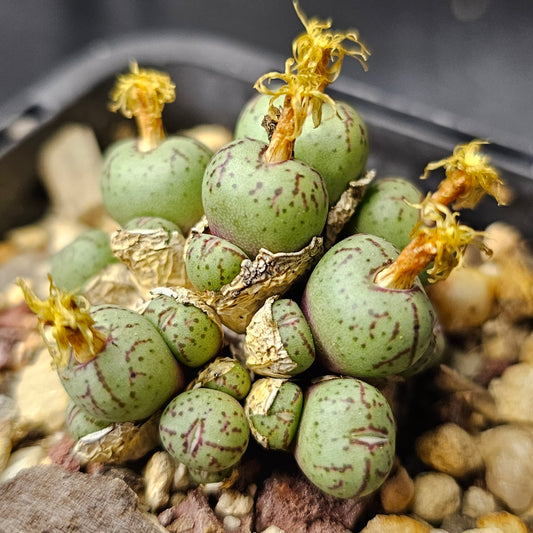 Conophytum uviforme 'stipitatum'