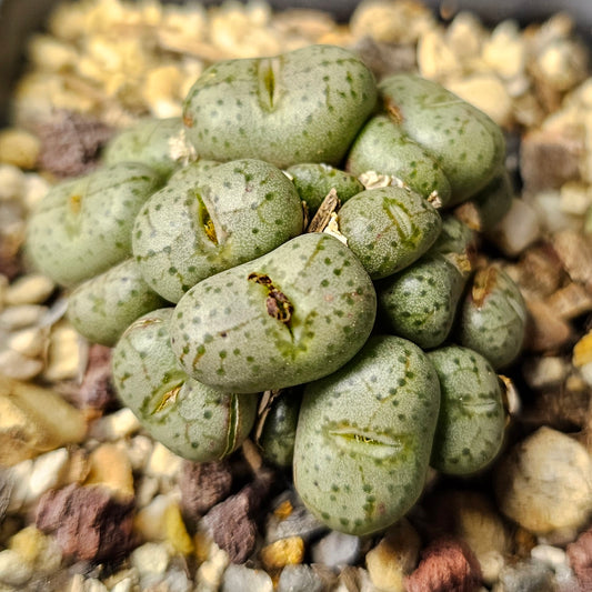 Conophytum uviforme ssp. decoratum #1415.51