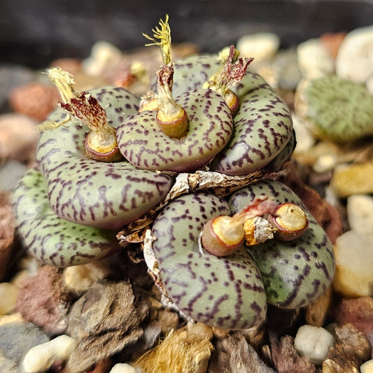 Conophytum obcordellum (SB1389) #1437.2