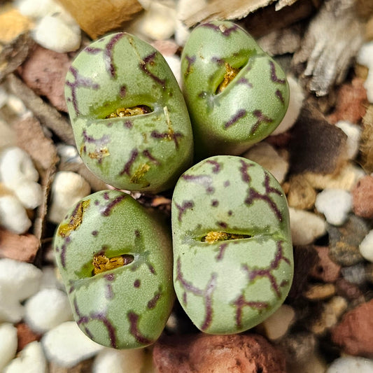 Conophytum obcordellum