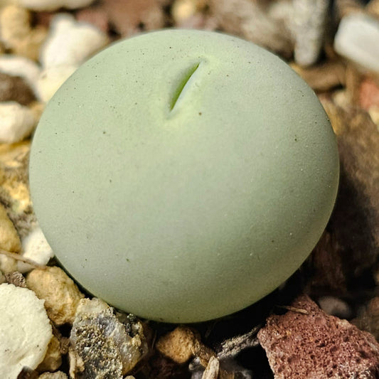 Conophytum calculus