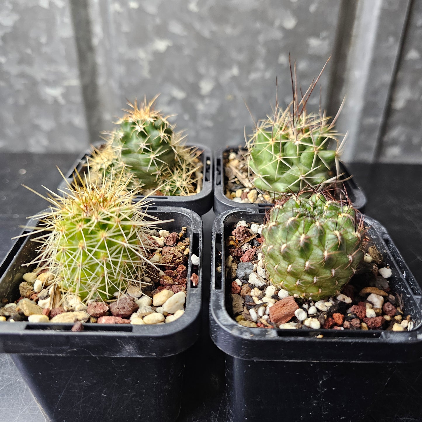 Cactus bundle – 4 plants (mixed genus)